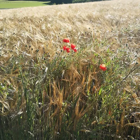 Daeubler شقة Hayingen