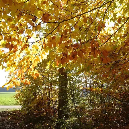 شقة Daeubler Hayingen